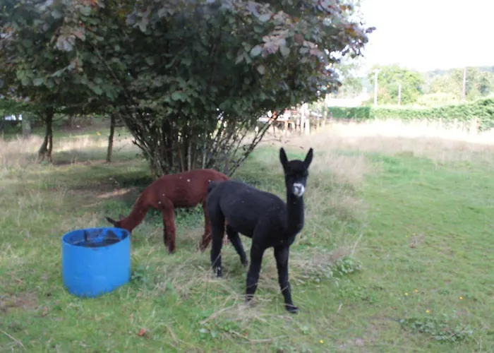 Ecurie De Saint Bale *